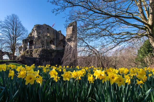 Knaresborough Castle and Daffodils. (Pic credit: Bruce Rollinson)