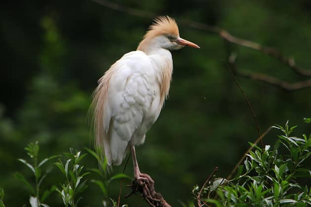 A cattle egret. There are hopes a breeding pair have settled in Yorkshire for the first time