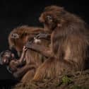 Yorkshire Wildlife Park has celebrated the birth of a cute monkey. Mum Feven and dad Obi welcomed their new baby on March 23 – a ground-breaking moment in the breeding of the Gelada species.