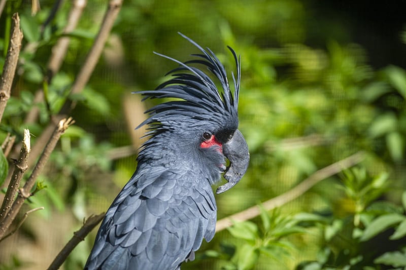 A palm cockatoo at the bird garden at Harewood House near Leeds in 2020