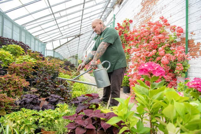 Head gardener Mick Jakeman waters the national collection of coleus in the hothouse at Temple Newsam's Walled Garden in Leeds photographed for the Yorkshire Post by Tony Johnson. 20th June 2023