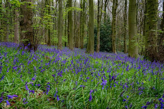 Bluebells in Esholt Woods in West Yorkshire near Leeds and Bradford, photographed by Tony Johnson for The Yorkshire Post.  26th April 2023