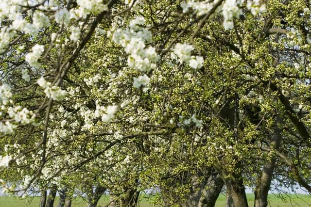 A Generic Photo of apple trees in an orchard. PIC: PA Photo/Thinkstockphotos.