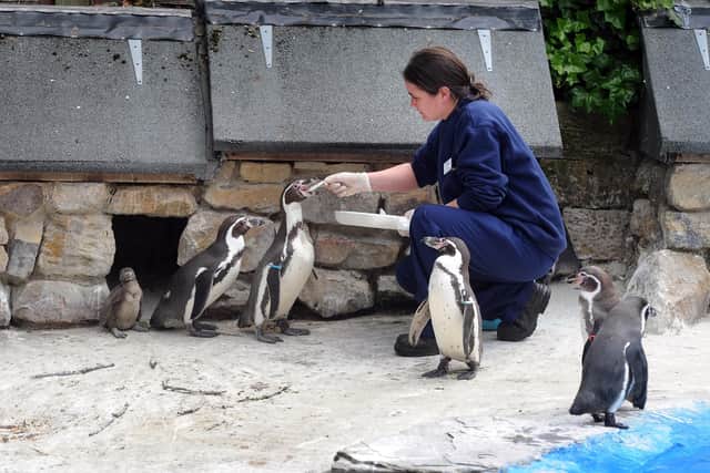 The penguin pool could remain open for longer