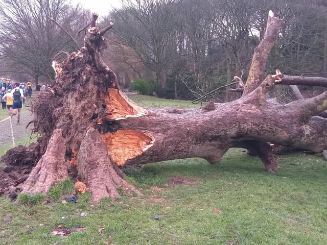 A tree described as one of Sheffield's 'most iconic' was brought crashing down in Graves Park during Storm Elin. Photo by Nick Robinson
