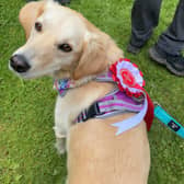 A stray dog destined to be killed now has a new life therapy dog in North Yorkshire. Josie is a rescue dog from Romania who now is a therapy dog in North Yorkshire and Teesside. Photo provided by Tees, Esk and Wear Valleys NHS Foundation Trust.