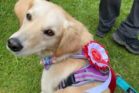 A stray dog destined to be killed now has a new life therapy dog in North Yorkshire. Josie is a rescue dog from Romania who now is a therapy dog in North Yorkshire and Teesside. Photo provided by Tees, Esk and Wear Valleys NHS Foundation Trust.