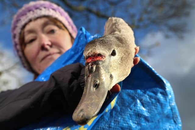 Picture credit: Lorne Campbell / Guzelian
Vanessa Ford of Yorkshire Swan & Wildlife Rescue holds an injured swan which flew into an overhead power cable, and sustained a deep gash between its eyes, on Friday morning.