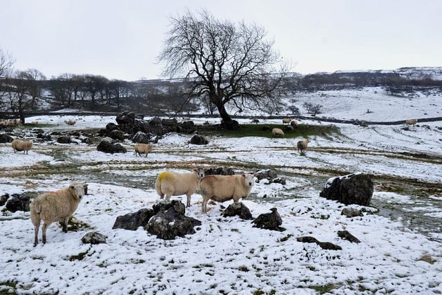 Sheep in the snow on the slopes of Ingleborough near to Chapel le Dale.
