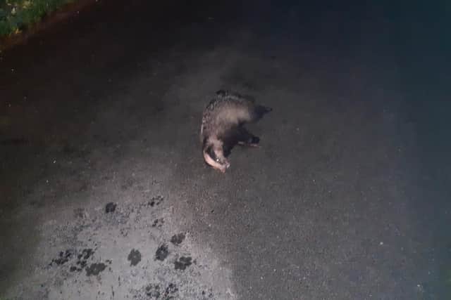 The badger which was found at the scene