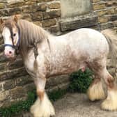 A Yorkshire woman is offering a £10,000 reward for the return of her prize horse after it was allegedly stolen. (Photo courtesy of Stacey Gill)