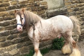 A Yorkshire woman is offering a £10,000 reward for the return of her prize horse after it was allegedly stolen. (Photo courtesy of Stacey Gill)
