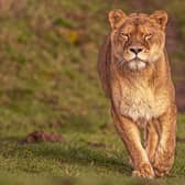 Lioness Julie who died was rescued by Yorkshire Wildlife Park in 2010. (Pic credit: Photoscoper)