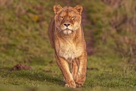 Lioness Julie who died was rescued by Yorkshire Wildlife Park in 2010. (Pic credit: Photoscoper)