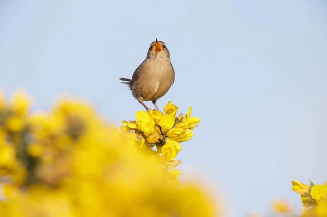 A wren belts out beautiful bird song from the top of a yellow broom bush at St. Aidan's Nature Reserve, Castleford.  (Pic credit: Paul Miguel / SWNS.com)