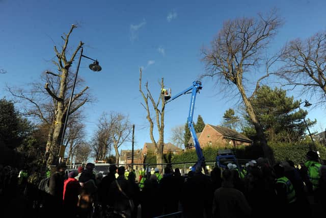 Tree protests continue on Kenwood Road in the Nether Edge area of Sheffield in 2018. PIC: Scott Merrylees