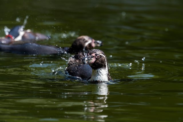 Humboldt penguins enjoying the warm weather swimming in a lake at Lotherton Hall.