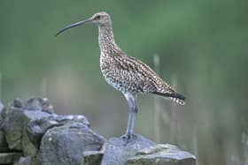 The curlew features on a draft list of ‘priority species’ for the Yorkshire Dales National Park which are considered to be in need of ‘additional, bespoke conservation work’.
