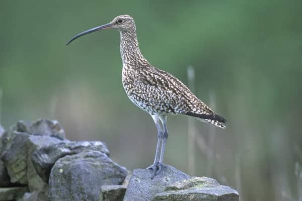 The curlew features on a draft list of ‘priority species’ for the Yorkshire Dales National Park which are considered to be in need of ‘additional, bespoke conservation work’.
