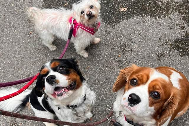 Harley, the black and white Cavalier, Lady the Blenheim, the red and white Cavalier and Ellie the Maltese Terrier who has fur missing due to neglect. (Pic credit: West Yorkshire Dog Rescue)