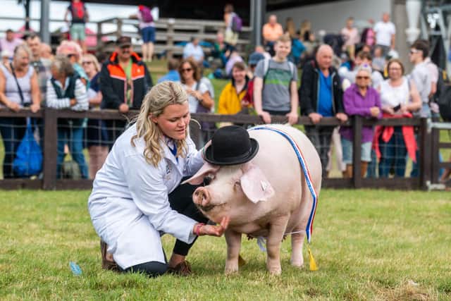 Great Yorkshire Show 2023, GYS-Day3. Pictured Top Hat Pig! The Supreme Pig Champion, won by a British Lop, Liskard Lula 59, looking on owner Emma Collings of Launceston, Cornwall. Picture By Yorkshire Post Photographer,  James Hardisty. Date: 13th July 2023.
