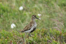 Dunlins fly from Scandinavia and Russia to the UK every year. They arrive in autumn and form huge flocks on estuaries before heading back in spring.
Moors for the Future Partnership