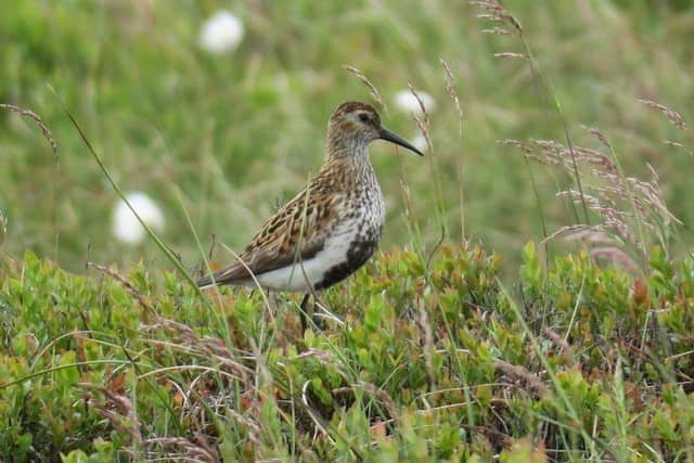 Dunlins fly from Scandinavia and Russia to the UK every year. They arrive in autumn and form huge flocks on estuaries before heading back in spring.
Moors for the Future Partnership