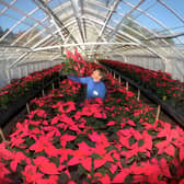 Poinsettias are grown for public sale at Central Nursery in Harlow Hill