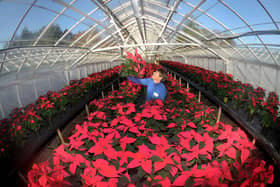 Poinsettias are grown for public sale at Central Nursery in Harlow Hill