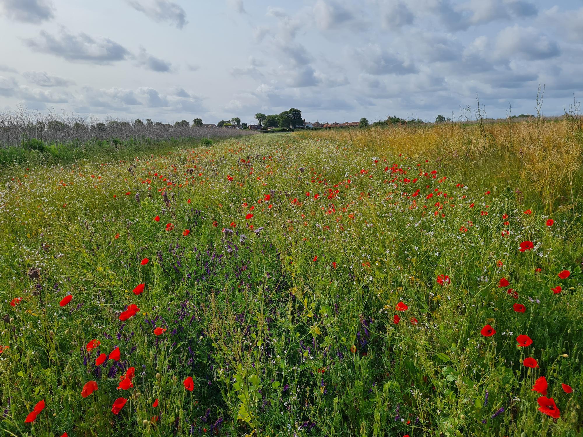 Limestone Ridge Nature Recovery Group's fertile grounds playing part in nature’s recovery