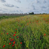 Limestone Ridge Nature Recovery Group's fertile grounds playing part in nature’s recovery