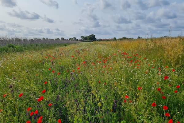 One of the newly established habitats established in the Limestone Ridge project.