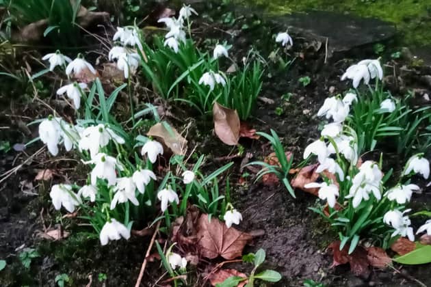 Snowdrops... brave, exploring, showing breath of new life, and multiplying!