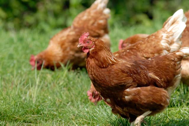 The NFU is calling for an urgent investigation by Defra into whether an “exceptional market conditions” declaration should be made under the Agriculture Act 2020, given the severe disruption which egg producers and UK consumers are experiencing.
