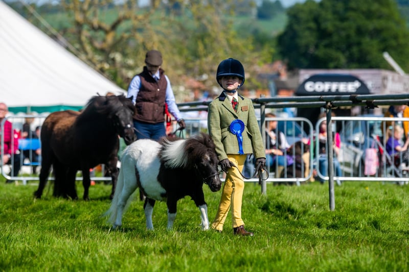 Judging of the Overall and Junior Shetland Pony Champion.