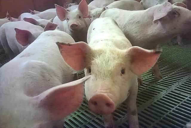 Undated handout file photo issued by Animal Justice Project of pigs at British meat producer Cranswick's Northmoor Farm. Meat giant Cranswick revealed its boss has seen his pay package swell by more than a third to £4.6 million as one of its farms remains at the centre of animal abuse claims. Animal Justice Project/PA Wire