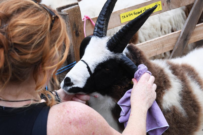 A ram's horns are being cleaned.
