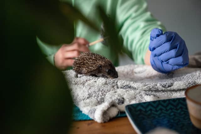 A baby hedgehog gets fed at a rescue centre. PIC: Lucinda Herbert