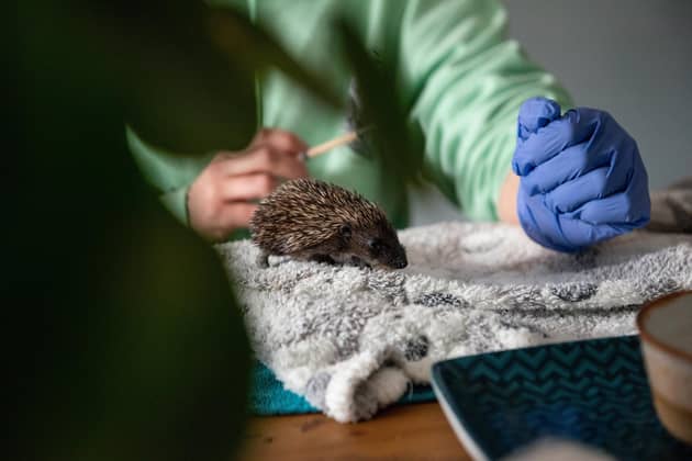 A baby hedgehog gets fed at a rescue centre. PIC: Lucinda Herbert