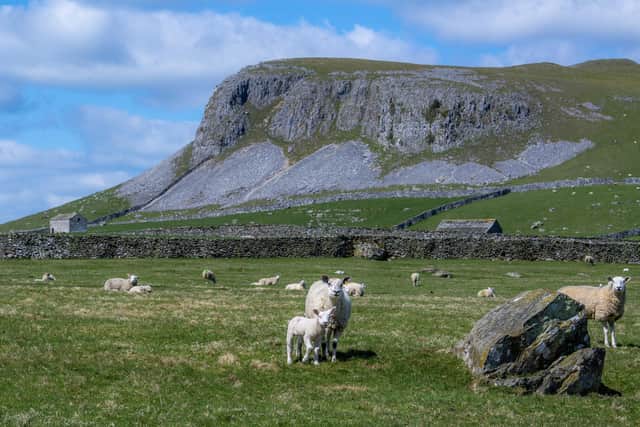 Ewes and lambs by the scars above Austwick in the Yorkshire Dales National Park, photographed by Tony Johnson for The Yorkshire Post.  The land formations are as a result of movement in the Ice Age.