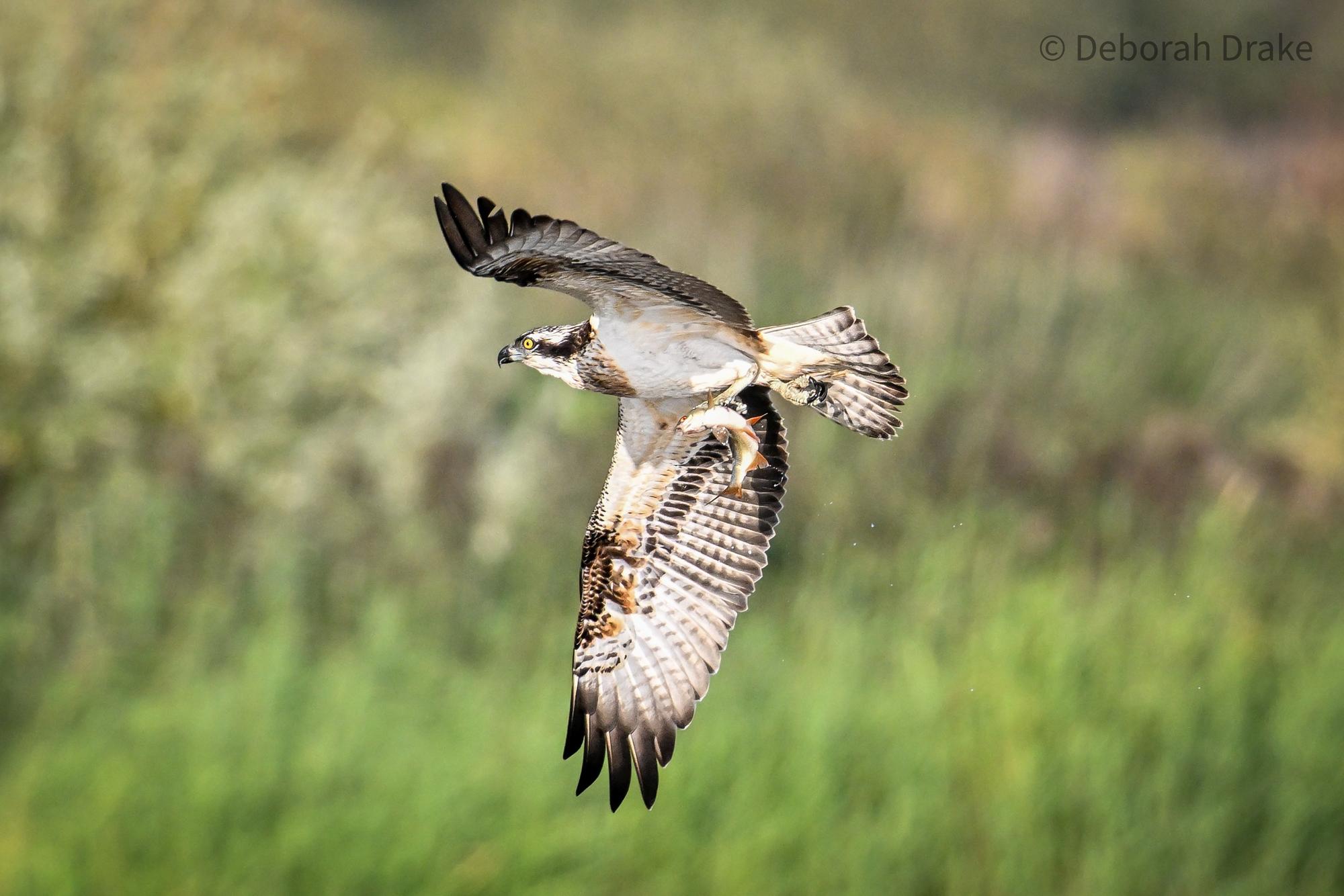 Twitchers flock to Yorkshire to see female osprey as she makes trip south