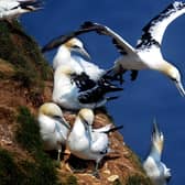 Bempton Cliffs, a nature reserve, run by the RSPB, at Bempton, near Bridlington, on the East Yorkshire Coast, is home to more than over 200 seabirds including Northern Gannet, Atlantic Puffin, Razorbill, Common Guillemot, Black-legged Kittiwake and Fulmar which nest here.