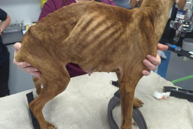 One of the emaciated Staffies after rescue by the RSPCA