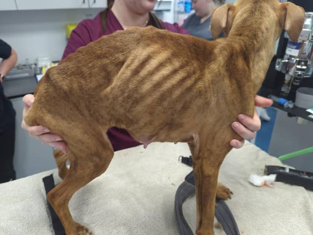 One of the emaciated Staffies after rescue by the RSPCA