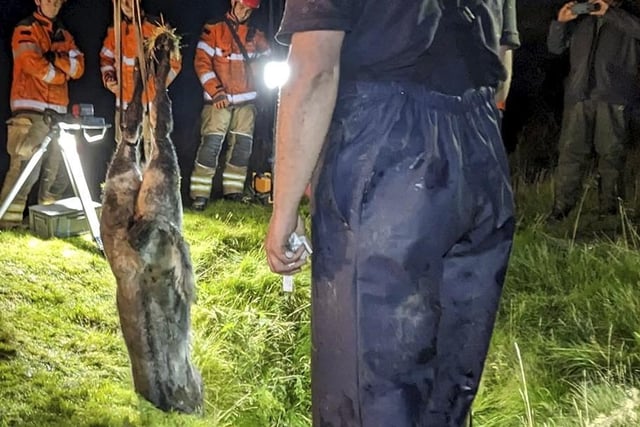 A calf is rescued from an old mine pit by Upper Wharfedale Fell Rescue Association (UWFRA) near Malham, North Yorks.