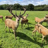 Visitors to Lotherton can join the herd this summer and get a rare, up close look at the estate’s stunning resident red deer.