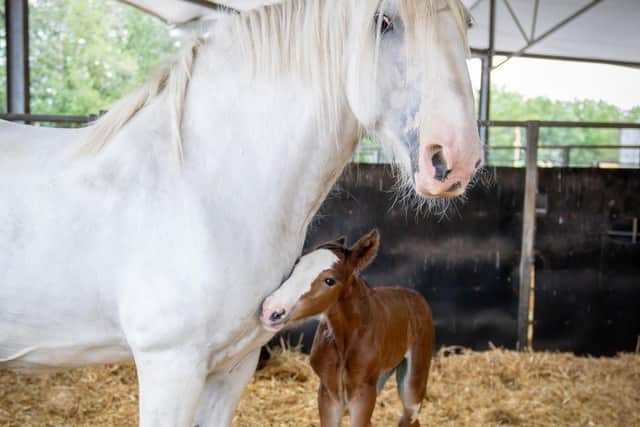 Sapphire the Shire Horse and her foal Midnight Beauty are said to be doing well three weeks after she was born at Cannon Hall Farm in Barnsley.