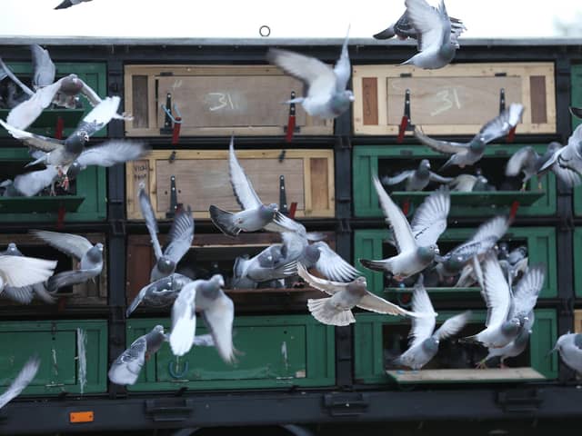 Picture: Lorne Campbell / GuzelianBrian White, a member of Wyke Homing Society, Bradford, West Yorkshire, owns and drives the pigeon transporter.