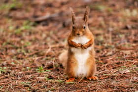 Red Squirrel. Picture by David Knighton