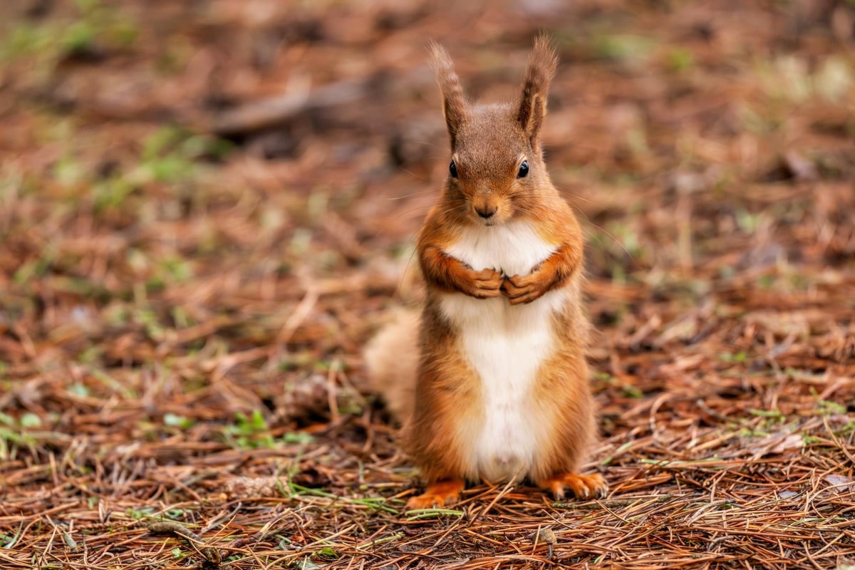 Campaigners call on Government to help save native red squirrel